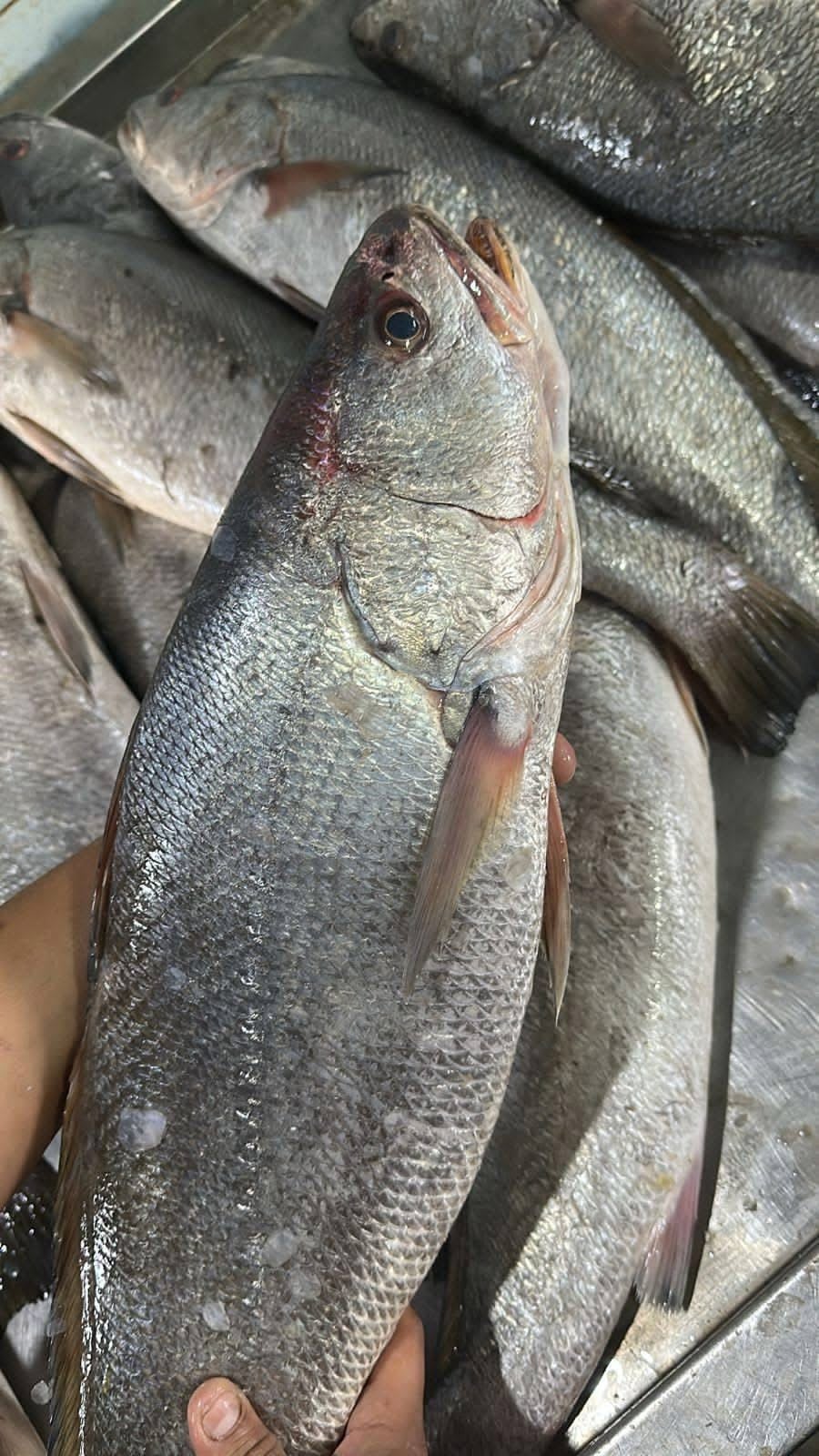 Fresh shrimp harvest at Ghalyoun